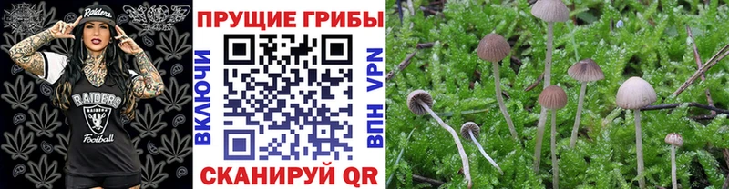 где купить наркотик  KRAKEN ссылка  Псилоцибиновые грибы Psilocybine cubensis  Радужный 